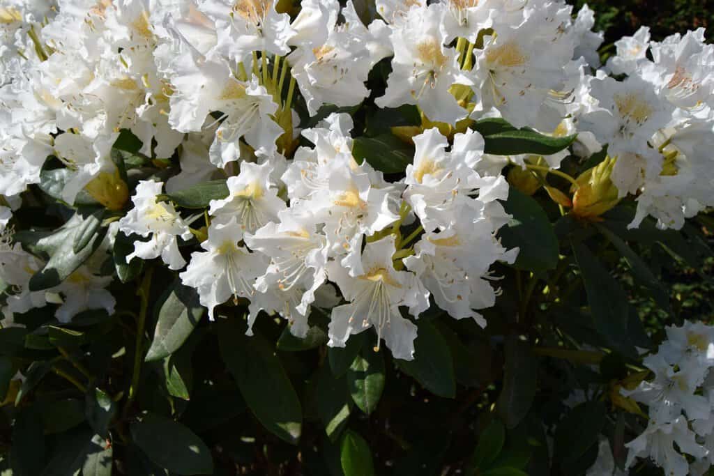 Rhododendron 'Cunningham's White' 100-125 cm